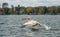 Great white pelican in flight at Lake Naivasha, Kenya