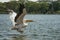 Great white pelican in flight at Lake Naivasha, Kenya