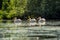 Great white pelican floating over water