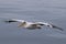Great White Pelican flying