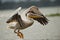 Great White Pelican Flying on Naivasha Lake