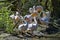 Great White Pelican group, Pelecanus onocrotalus, with open beaks