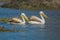 Great white pelican in Keoladeo national park Rajasthan