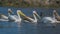 Great white pelican in Keoladeo national park Rajasthan