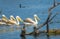 Great white pelican in Keoladeo national park Rajasthan