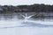 A Great White Pelican landing