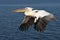 Great White Pelican - Namibia