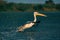 The Great White Pelican (Pelecanidae) take off with a splash of