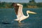 The Great White Pelican (Pelecanidae) take off with a splash of