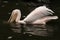 Great white pelican (Pelecanus onocrotalus)