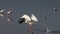 Great White Pelican, pelecanus onocrotalus, Adult in Flight, Nakuru Lake in Kenya