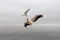 Great White Pelican, pelecanus onocrotalus, Adult in Flight, Seagull Stealing Fish from Pelican, Namibia