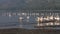 Great White Pelican, pelecanus onocrotalus, Adults in Flight, Colony at Nakuru Lake in Kenya,