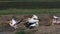 Great White Pelican, pelecanus onocrotalus, Adults in Flight, Colony at Nakuru Lake in Kenya,