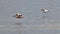 Great White Pelican, pelecanus onocrotalus, Adults in Flight, Group at Nakuru Lake in Kenya,