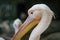 The Great white pelican - Pelecanus onocrotalus - also known as the Eastern white pelican. Bird scene. Beauty in nature