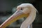 The Great white pelican - Pelecanus onocrotalus - also known as the Eastern white pelican. Bird scene. Beauty in nature
