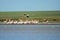 Great White Pelican - Pelecanus onocrotalus flock of white birds in Romania, Greece, Europe