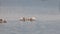 Great White Pelican, pelecanus onocrotalus, Group Fishing, Colony at Nakuru Lake in Kenya,