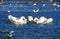 Great White Pelican, pelecanus onocrotalus, Group fishing in Tight Circle, Namibia