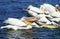 Great White Pelican, pelecanus onocrotalus, Group fishing in Tight Circle, Namibia