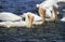 Great White Pelican, pelecanus onocrotalus, Group fishing in Tight Circle, Namibia