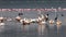 Great White Pelican, pelecanus onocrotalus, Group having Bath, Colony at Nakuru Lake in Kenya,