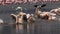 Great White Pelican, pelecanus onocrotalus, Group having Bath, Colony at Nakuru Lake in Kenya,