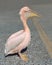 Great White Pelican (Pelecanus onocrotalus) is located on the waterfront in Paphos (Cyprus)