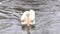 Great White Pelican (Pelecanus Onocrotalus) on the River. Closeup. 4K UltraHD, UHD