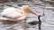 Great White Pelican (Pelecanus Onocrotalus) on the River. Closeup. 4K UltraHD, UHD