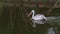 Great White Pelican Pelecanus onocrotalus swimming