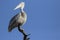 Great White pelican perches on a branch.