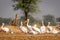 Great white pelican or rosy pelican family or flock at open grass field at outskirts of keoladeo ghana national park or bharatpur