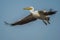 Great white pelican or rosy pelicans in flight in Keoladeo national park Rajasthan