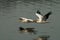 Great White Pelican, Roze Pelikaan, Pelecanus onocrotalus