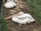 A great white pelican sits on the ground and slumbers