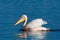 Great White Pelican Swimming