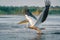 The Great White Pelican take off on a summer morning in the Danube Delta, Romania