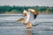 The Great White Pelican take of with a splash at sunrise in the