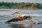 The Great White Pelican take of with a splash at sunrise in the