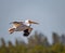 Great white pelican takes flight in south Florida