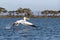 Great white pelican takes off from Lake Naivasha, Kenya