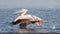 Great white pelican taking flight, Walvis bay, Namibia