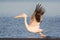 Great white pelican taking flight, Walvis bay, Namibia