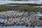 Great White Pelicans on the border river Chobe, Botswana, Namibia