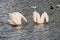 Great white pelicans diving for fish in a lake