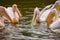 Great white pelicans feeding in St James`s Park, London