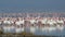 Great white pelicans and flamingos. Colony of flamingos on the natron lake.