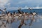 Great white pelicans flight